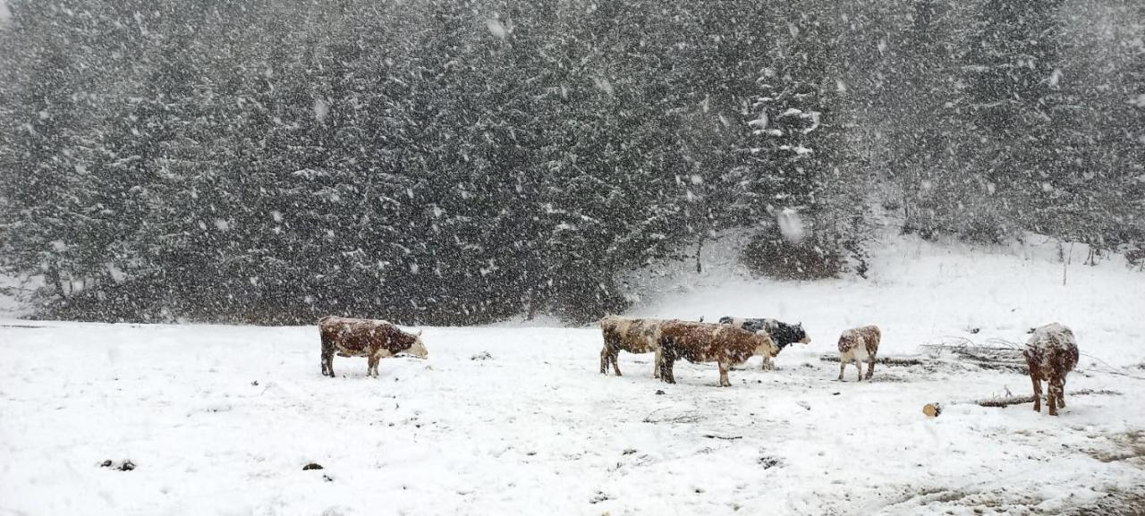 Cabana Ancutei Rucăr Buitenkant foto